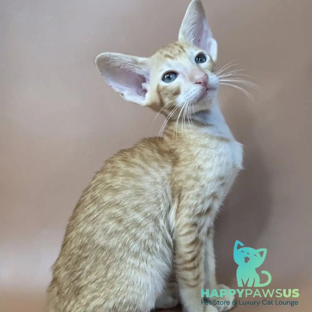 Khepri Oriental Shorthair male red spotted tabby - live animals