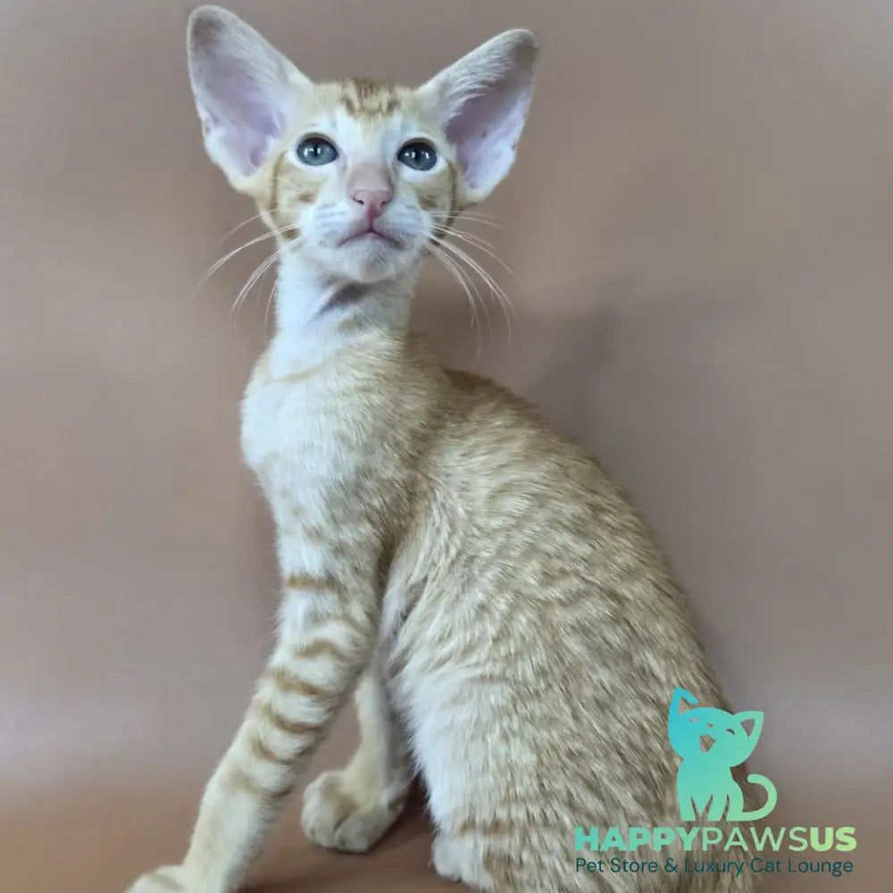 Khepri Oriental Shorthair male red spotted tabby - live animals