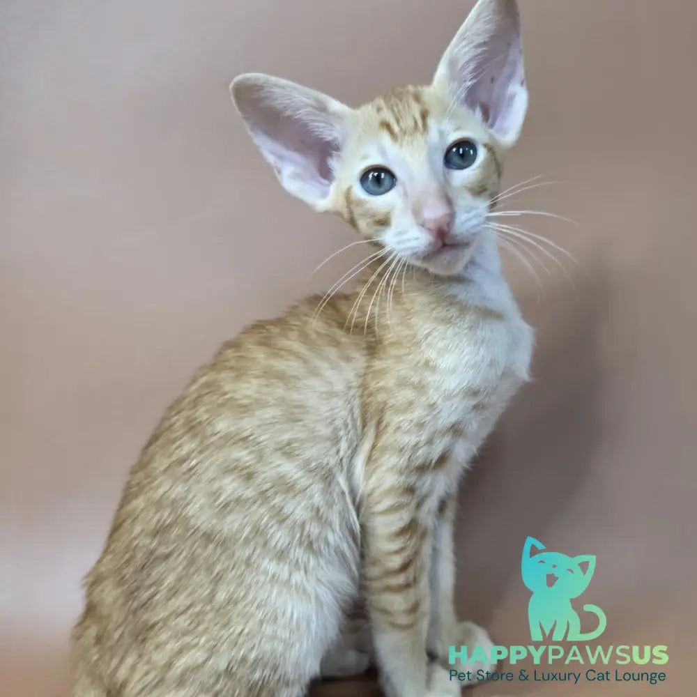 Khepri Oriental Shorthair male red spotted tabby - live animals