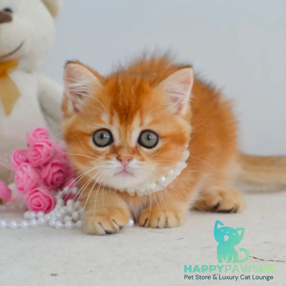 Kiana Scottish Straight female black golden shaded - live animals