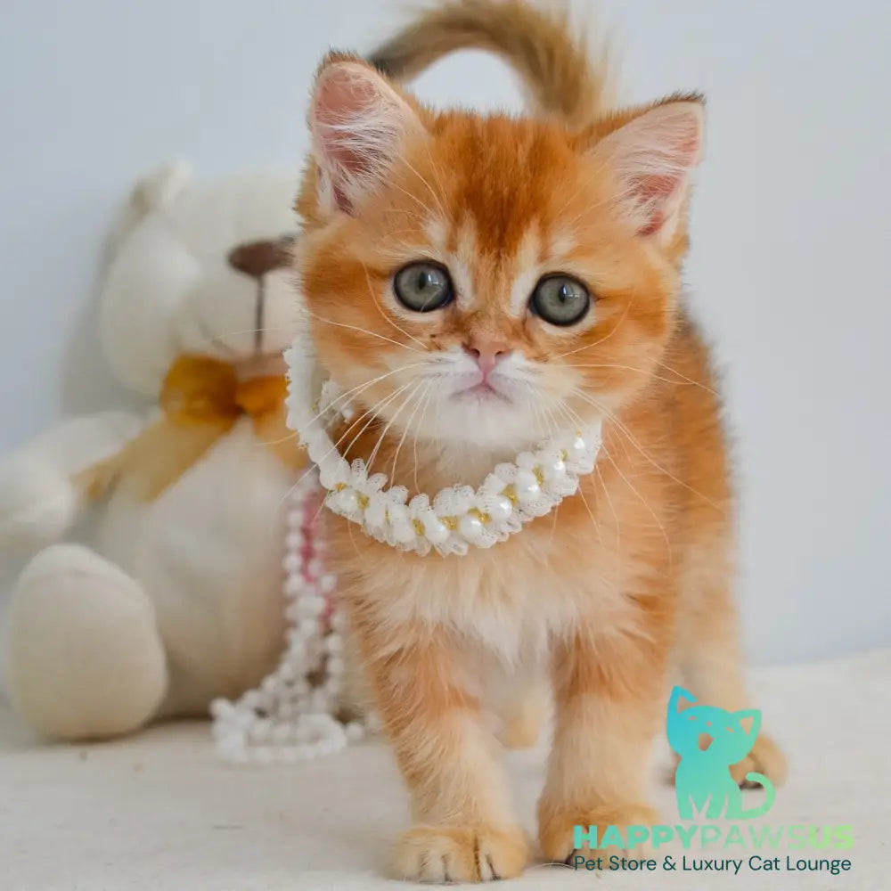 Kiana Scottish Straight female black golden shaded - live animals