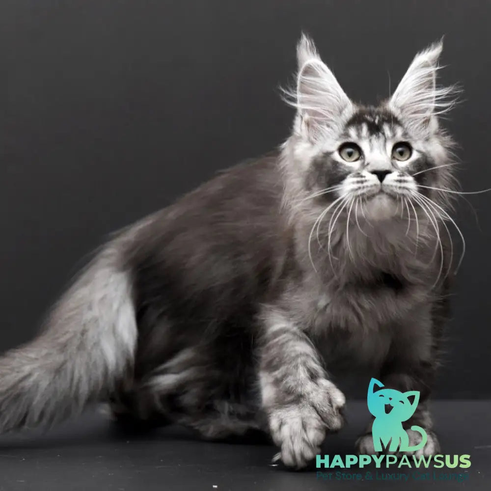 Kiara Maine Coon polydactyl 6x6x6x6 female black silver ticked tabby - live animals