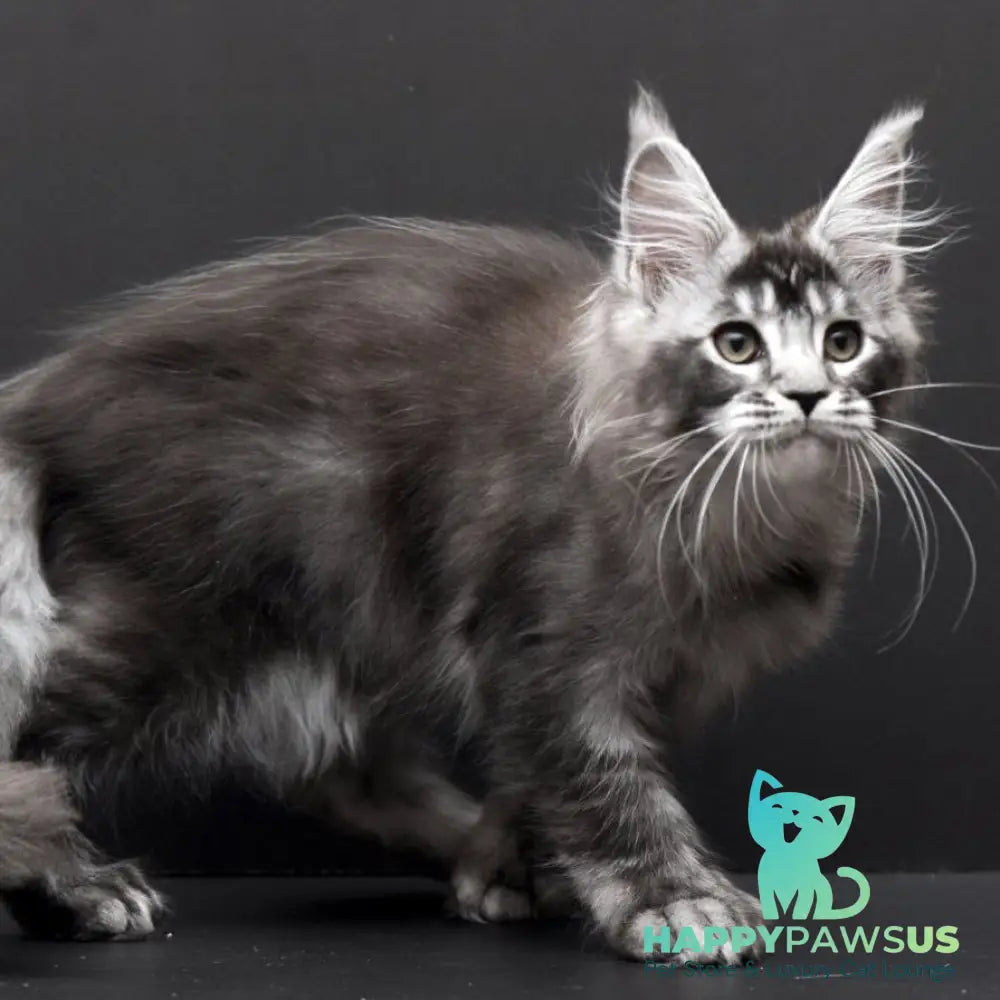 Kiara Maine Coon polydactyl 6x6x6x6 female black silver ticked tabby - live animals