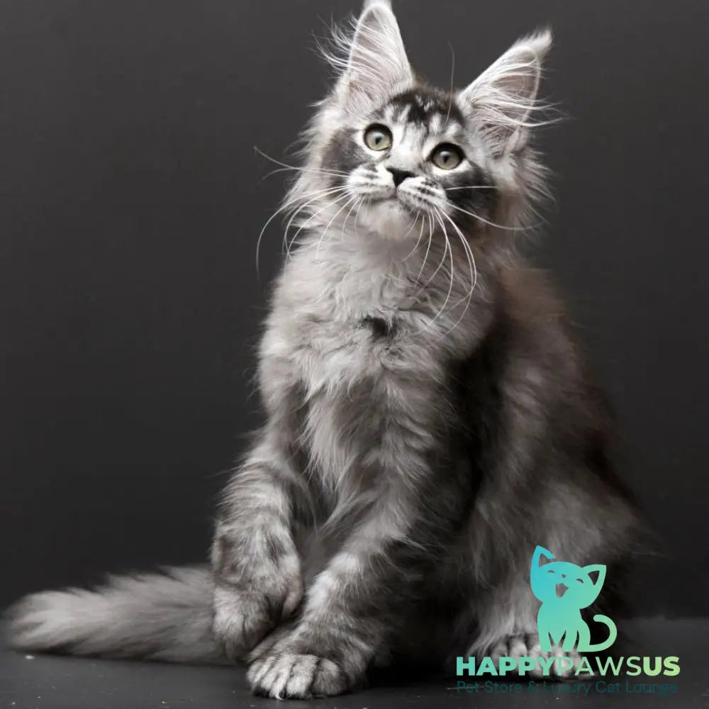 Kiara Maine Coon polydactyl 6x6x6x6 female black silver ticked tabby - live animals