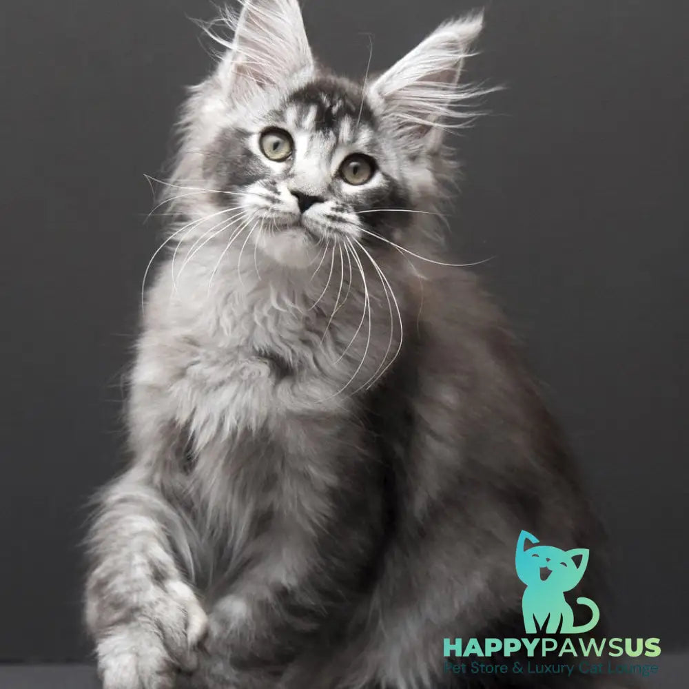 Kiara Maine Coon polydactyl 6x6x6x6 female black silver ticked tabby - live animals