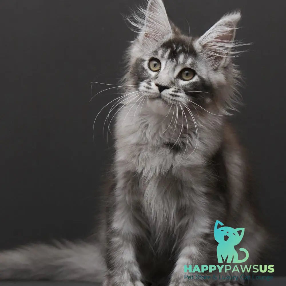Kiara Maine Coon polydactyl 6x6x6x6 female black silver ticked tabby - live animals