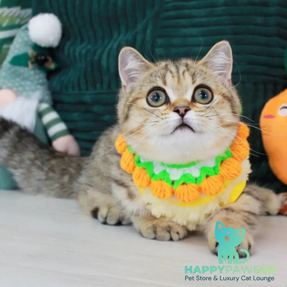 Kiara Munchkin female chocolate golden spotted tabby - live animals
