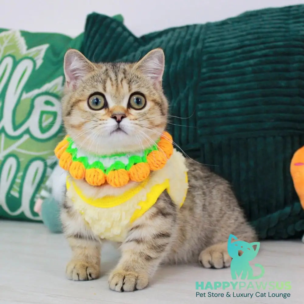 Kiara Munchkin female chocolate golden spotted tabby - live animals