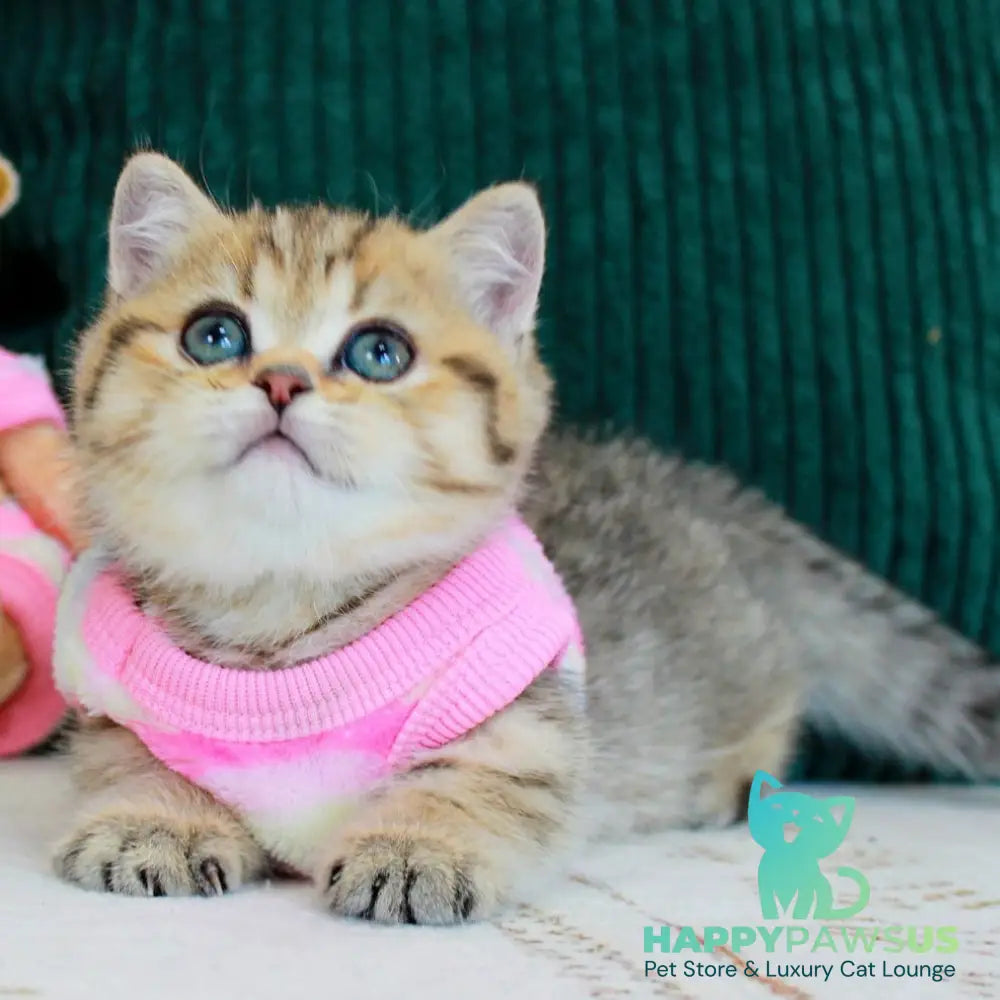 Kiara Munchkin female chocolate golden spotted tabby - live animals