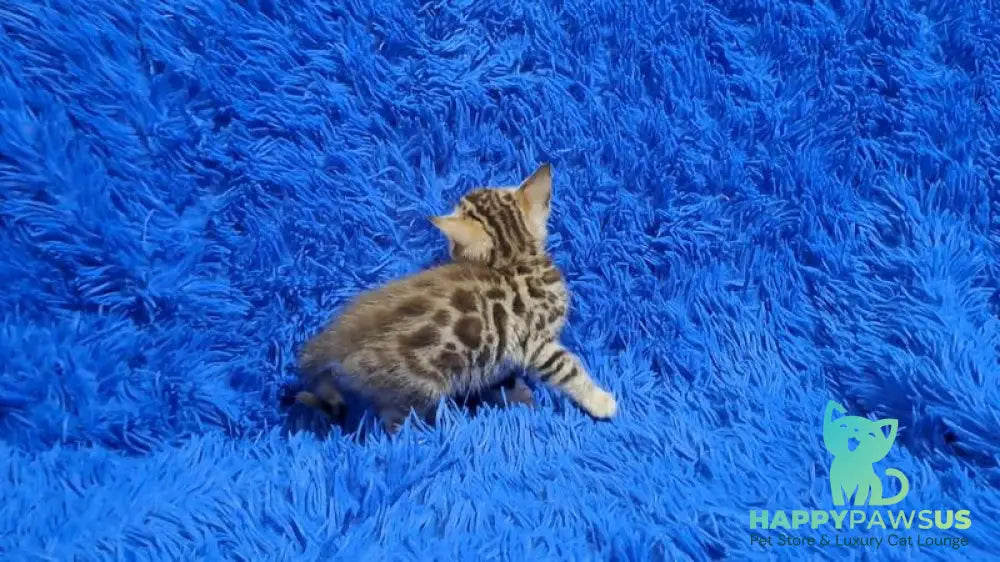 Kiki Bengal female black spotted tabby pointed - live animals