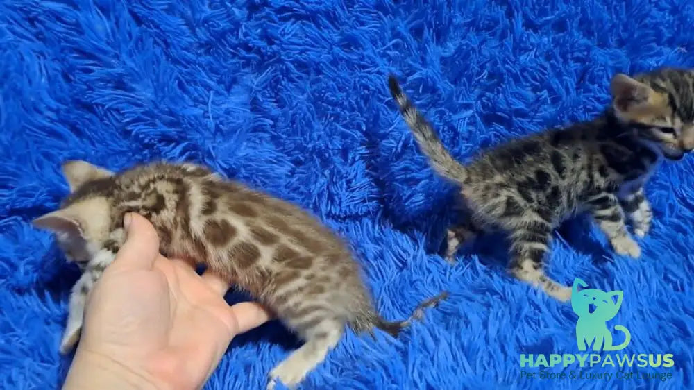 Kiki Bengal female black spotted tabby pointed - live animals