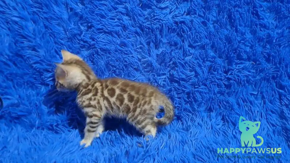 Kiki Bengal female black spotted tabby pointed - live animals