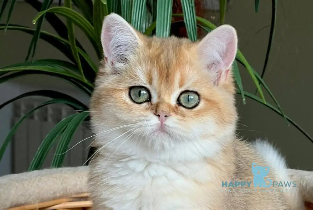 Kiki British Shorthair female black golden shaded live animals