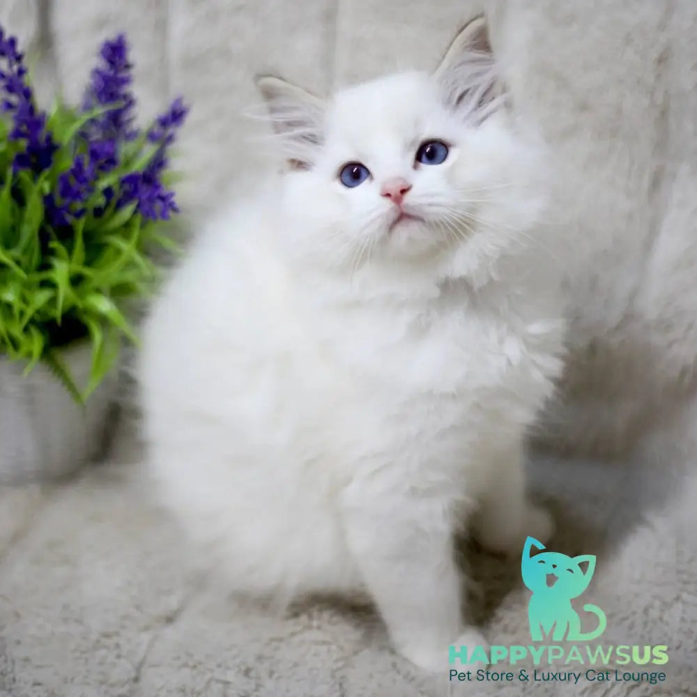 Kiki Ragdoll female black bicolour tabby - live animals