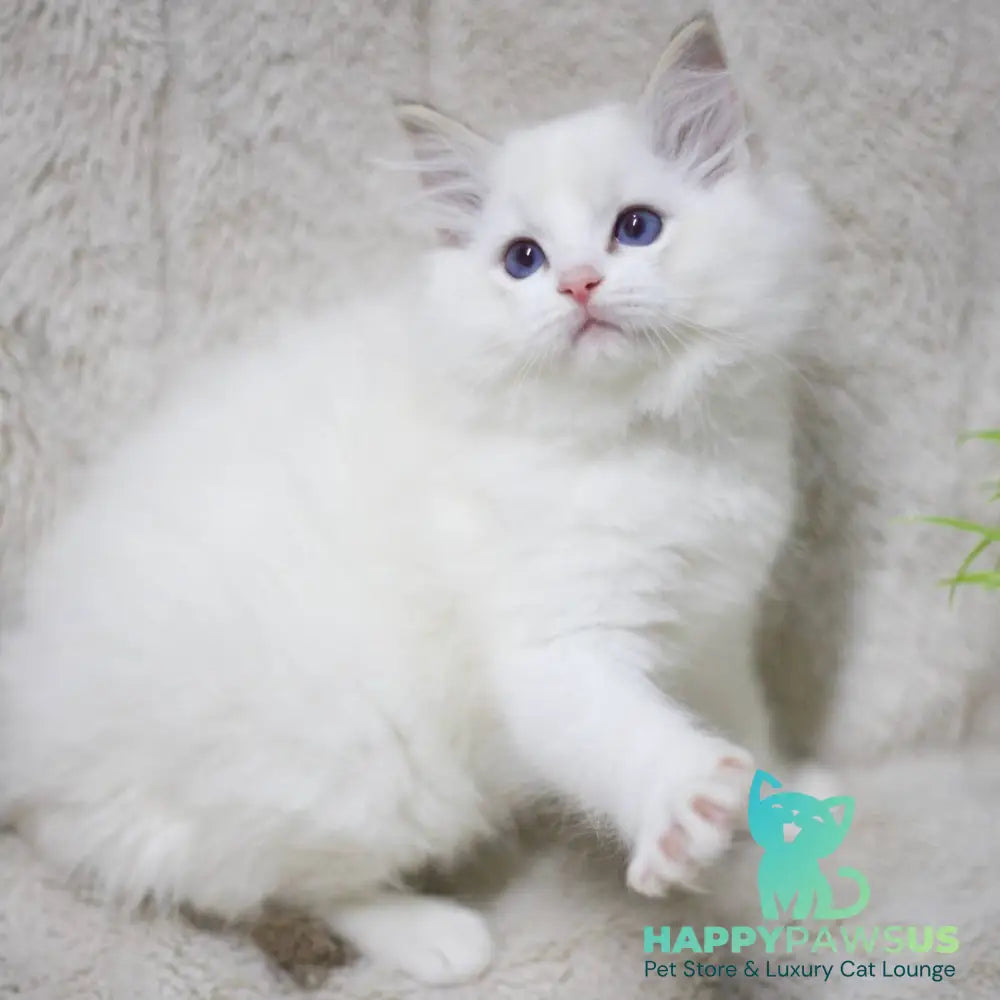 Kiki Ragdoll female black bicolour tabby - live animals