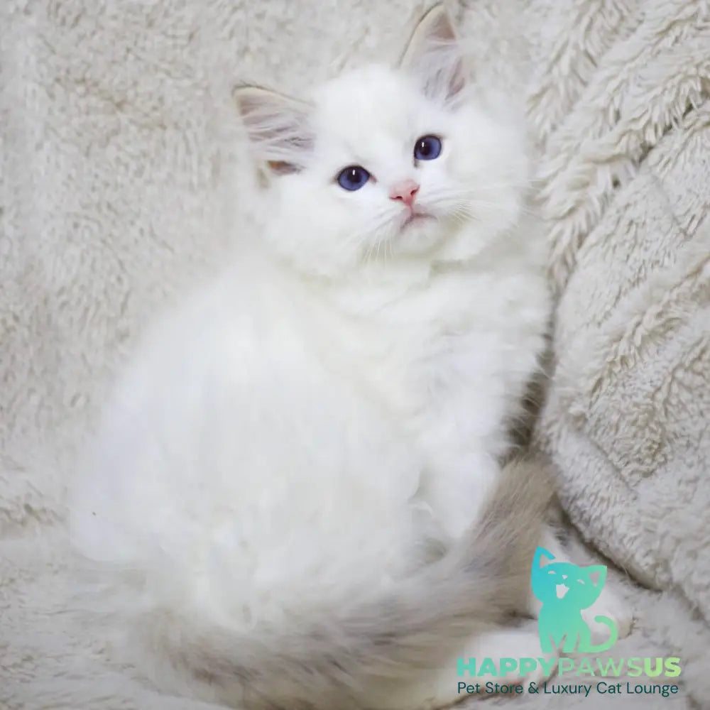 Kiki Ragdoll female black bicolour tabby - live animals