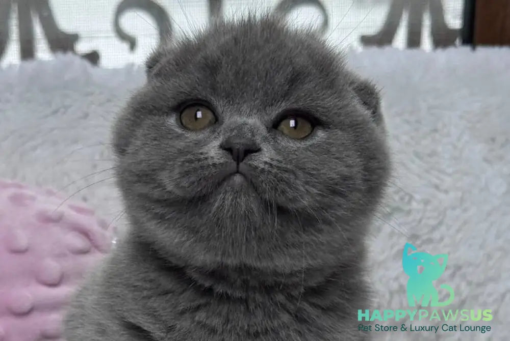 Kiki Scottish Fold female blue live animals
