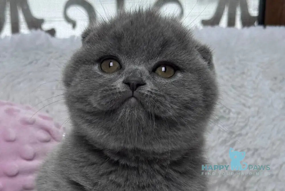 Kiki Scottish Fold female blue live animals