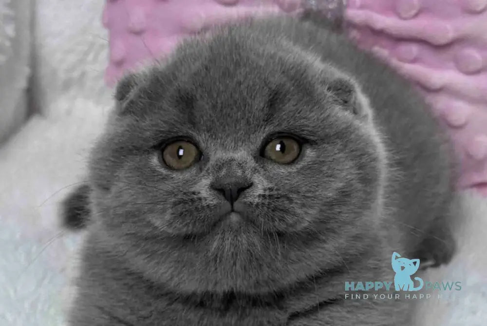 Kiki Scottish Fold female blue live animals