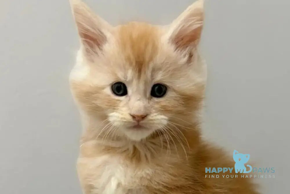 Kilian Maine Coon male red silver live animals