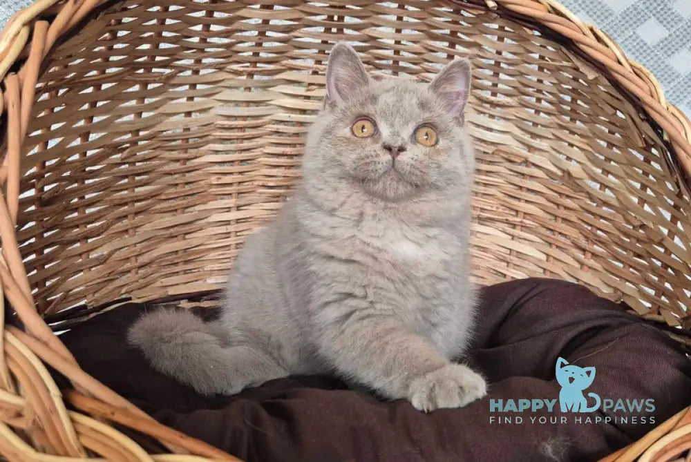 Kim British Shorthair male lilac live animals