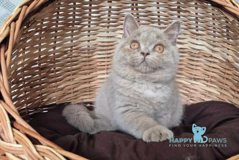Kim British Shorthair male lilac live animals
