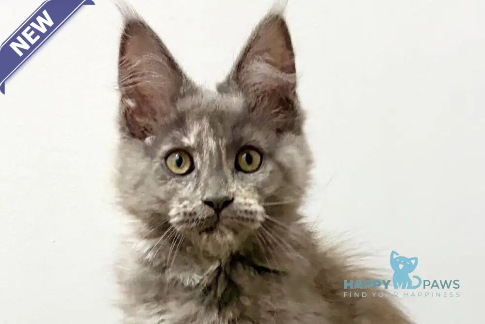 Kim Maine Coon female blue tortie live animals