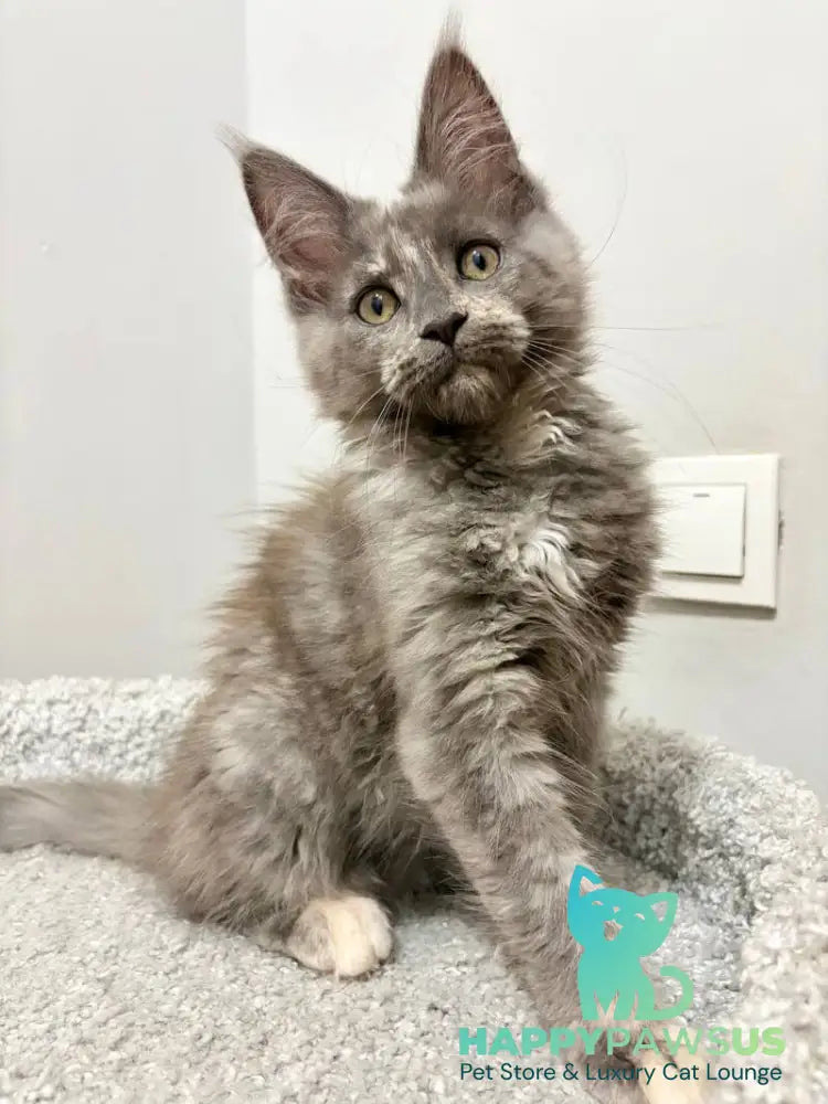 Kim Maine Coon female blue tortie live animals