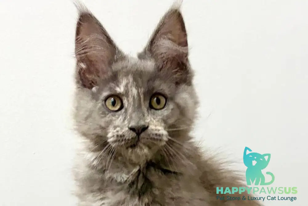 Kim Maine Coon female blue tortie live animals