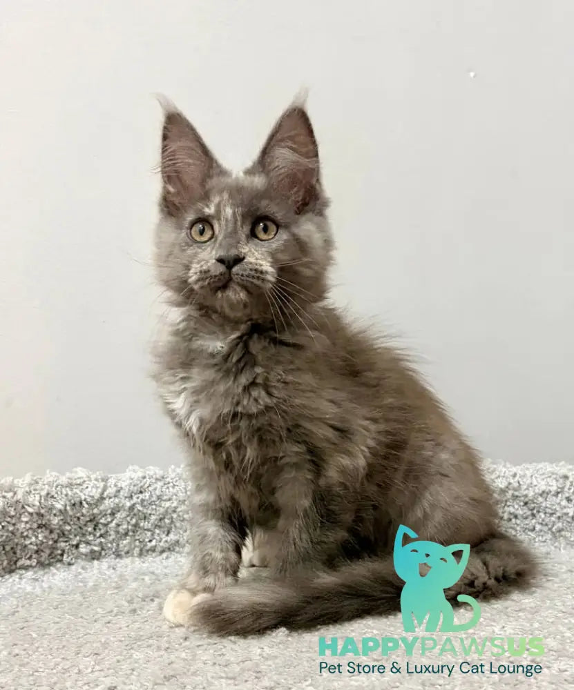 Kim Maine Coon female blue tortie live animals