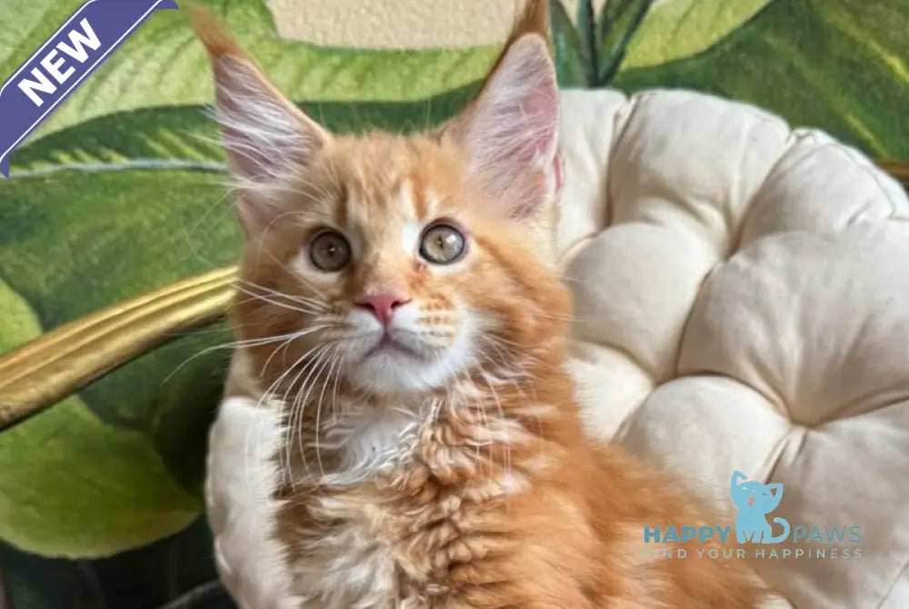 Kim Maine Coon male red tabby live animals