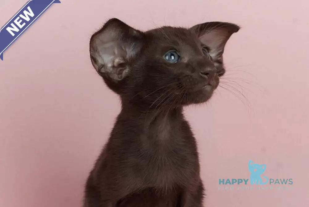 Kim Oriental Shorthair male chocolate live animals