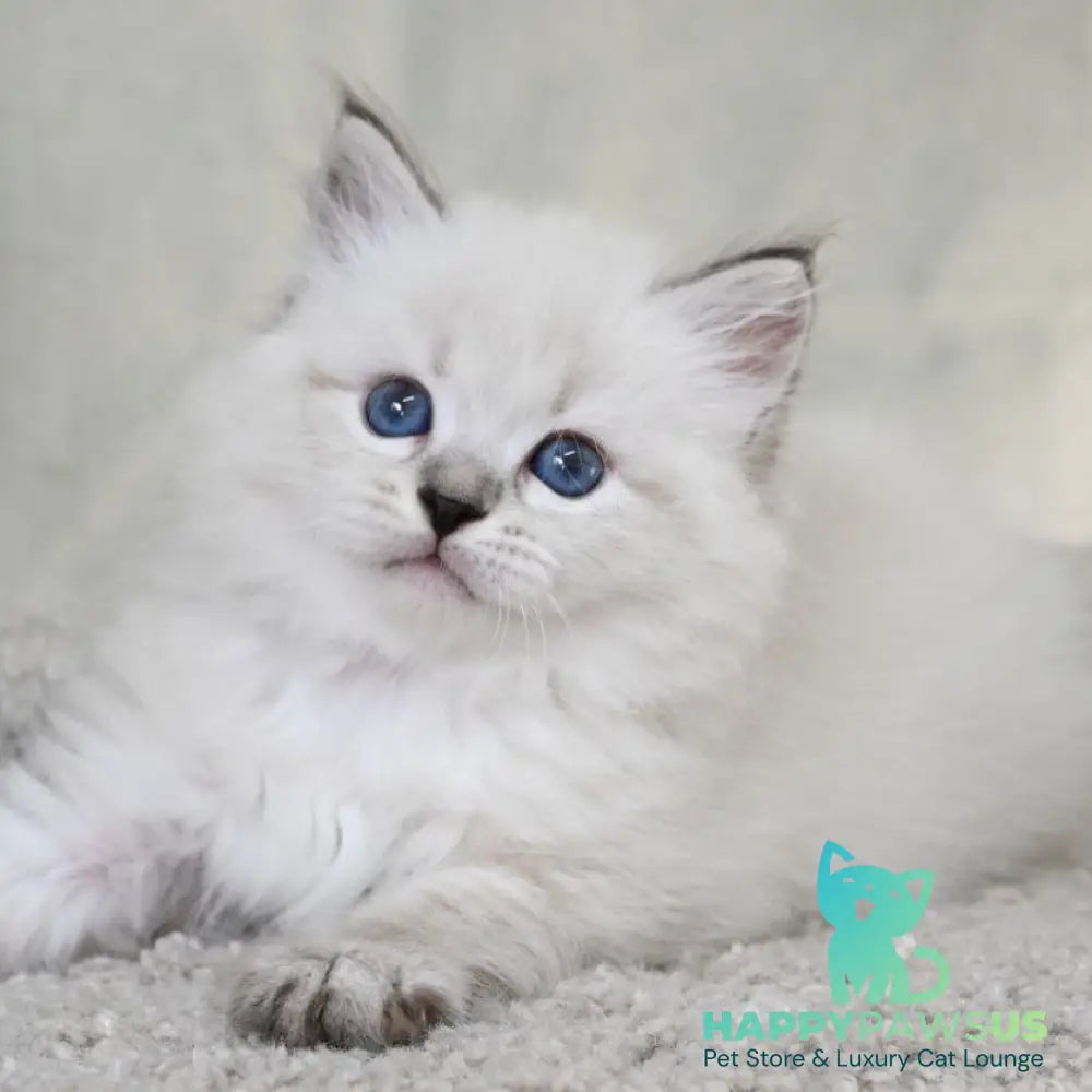 Kim Siberian male black tabby pointed - live animals