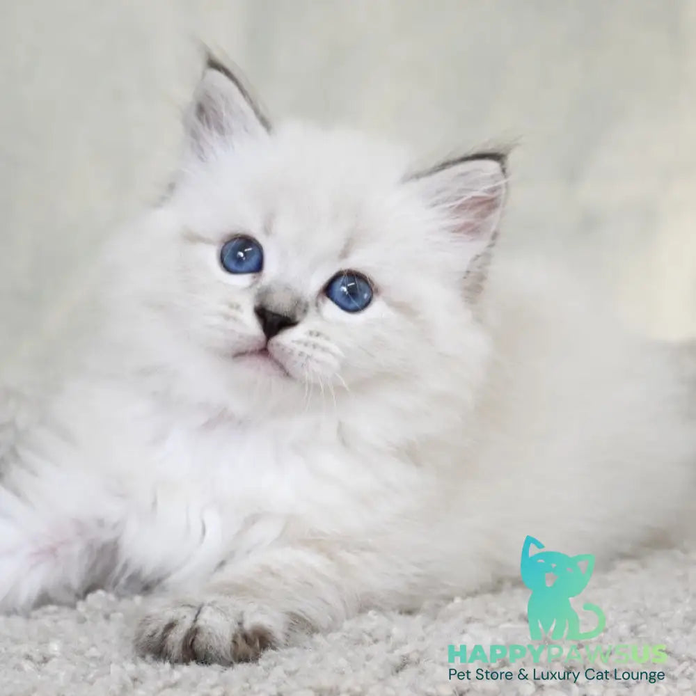 Kim Siberian male black tabby pointed - live animals