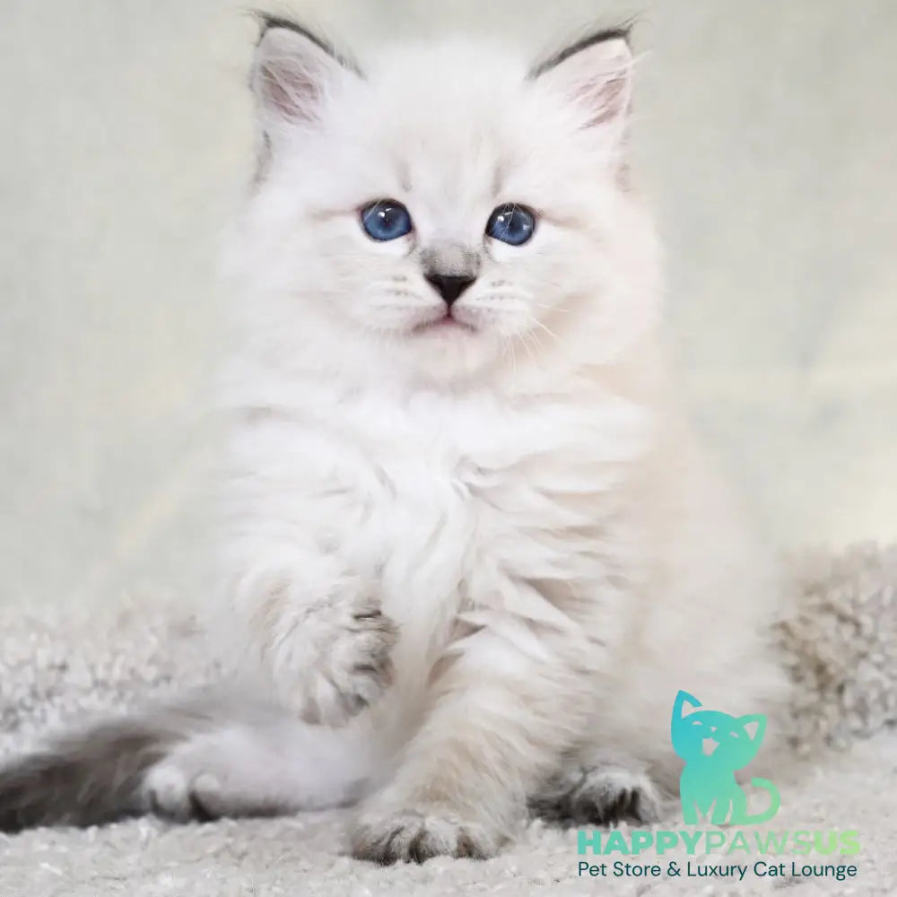 Kim Siberian male black tabby pointed - live animals