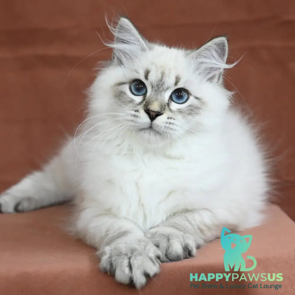 Kim Siberian male seal tabby pointed - live animals
