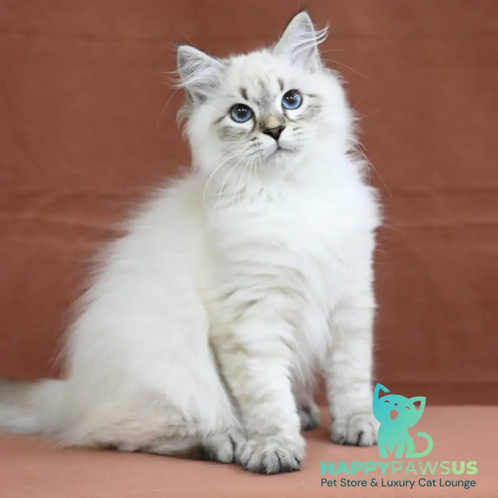 Kim Siberian male seal tabby pointed - live animals