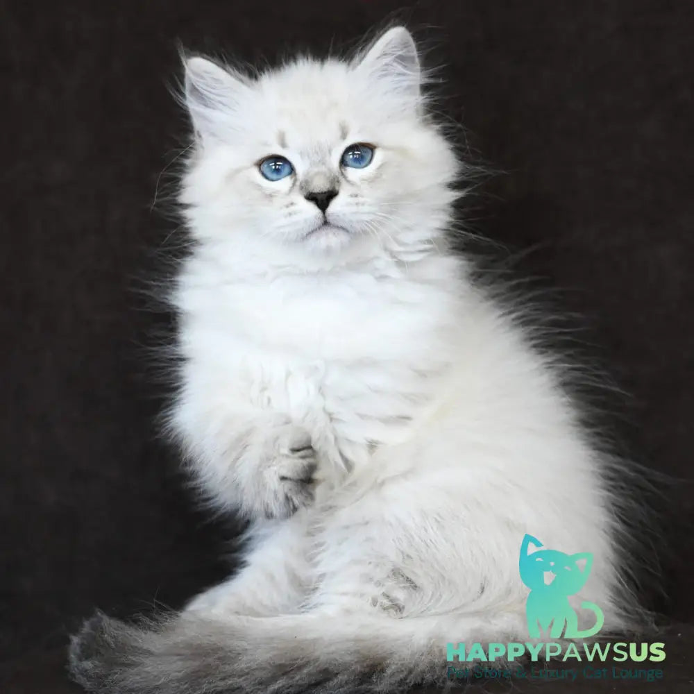 Kim Siberian male seal tabby pointed - live animals