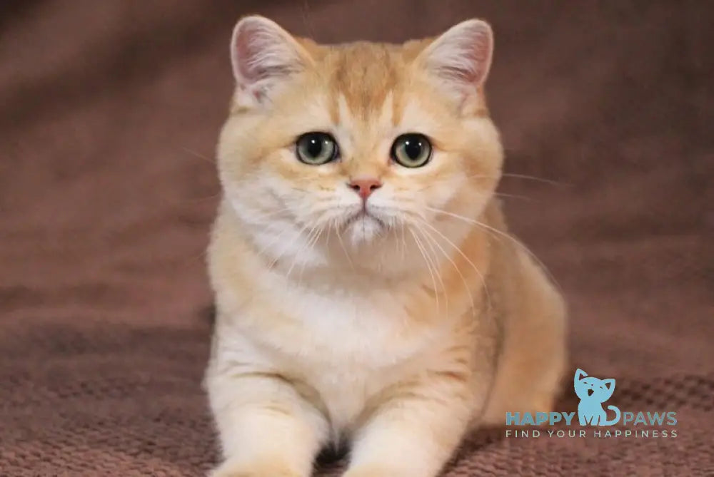 Kimberly British Shorthair female black golden shaded live animals