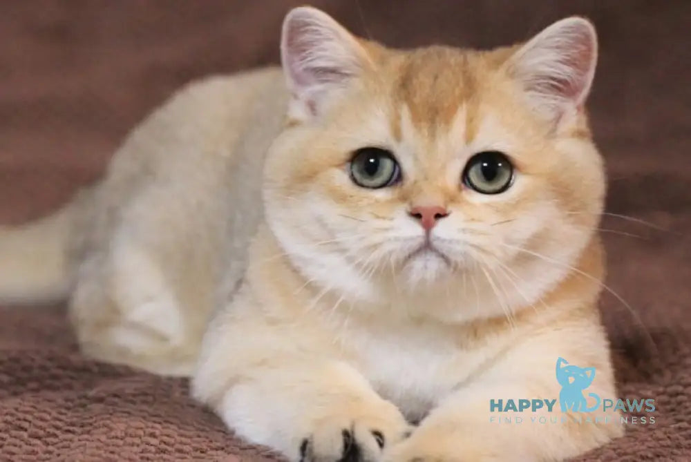 Kimberly British Shorthair female black golden shaded live animals