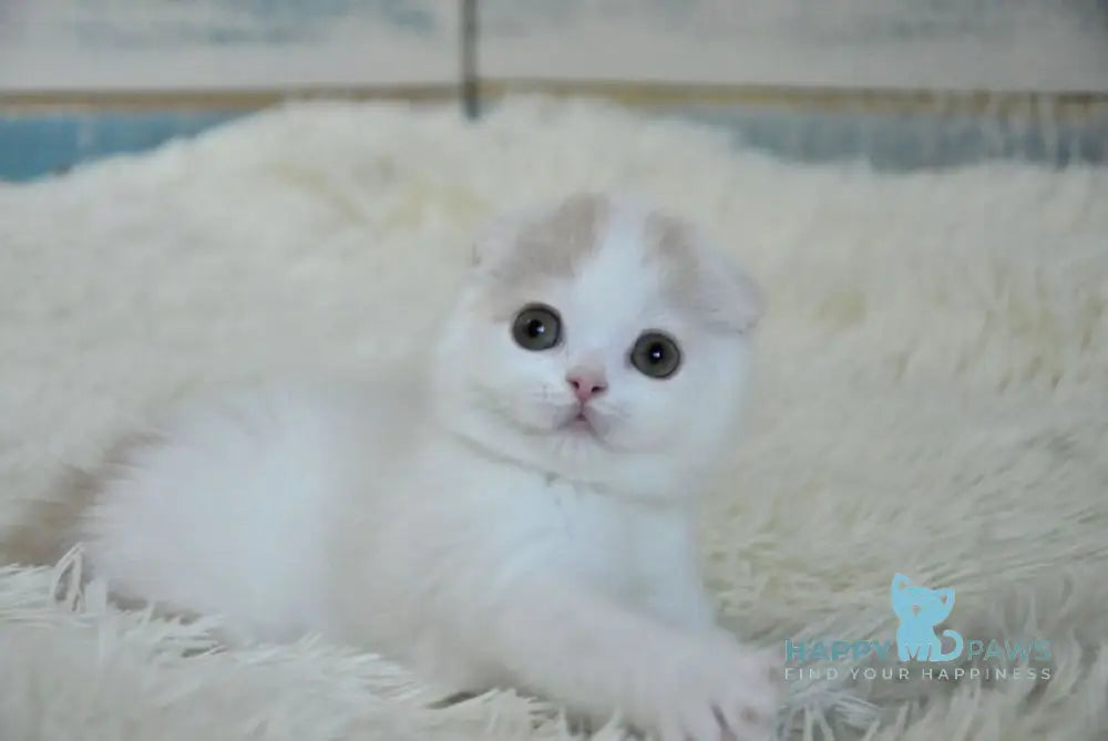 Kincan Scottish Fold male cream tabby van live animals