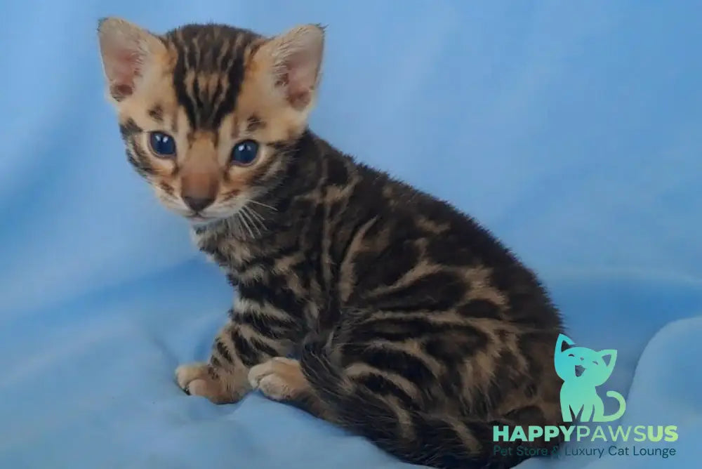 King Bengal male black spotted tabby - live animals