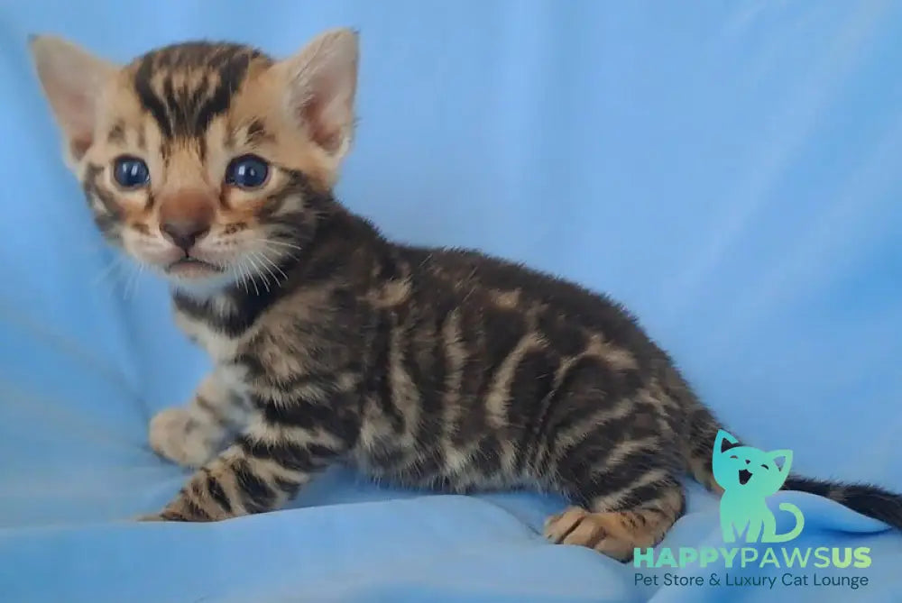 King Bengal male black spotted tabby - live animals