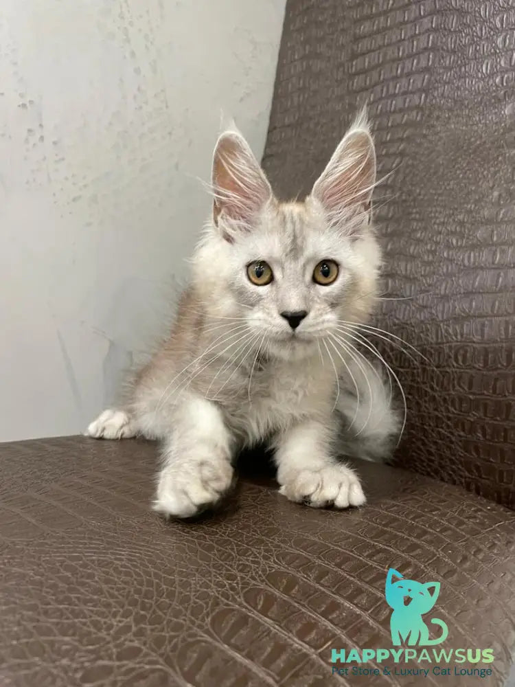 King Maine Coon male black silver ticked tabby - live animals