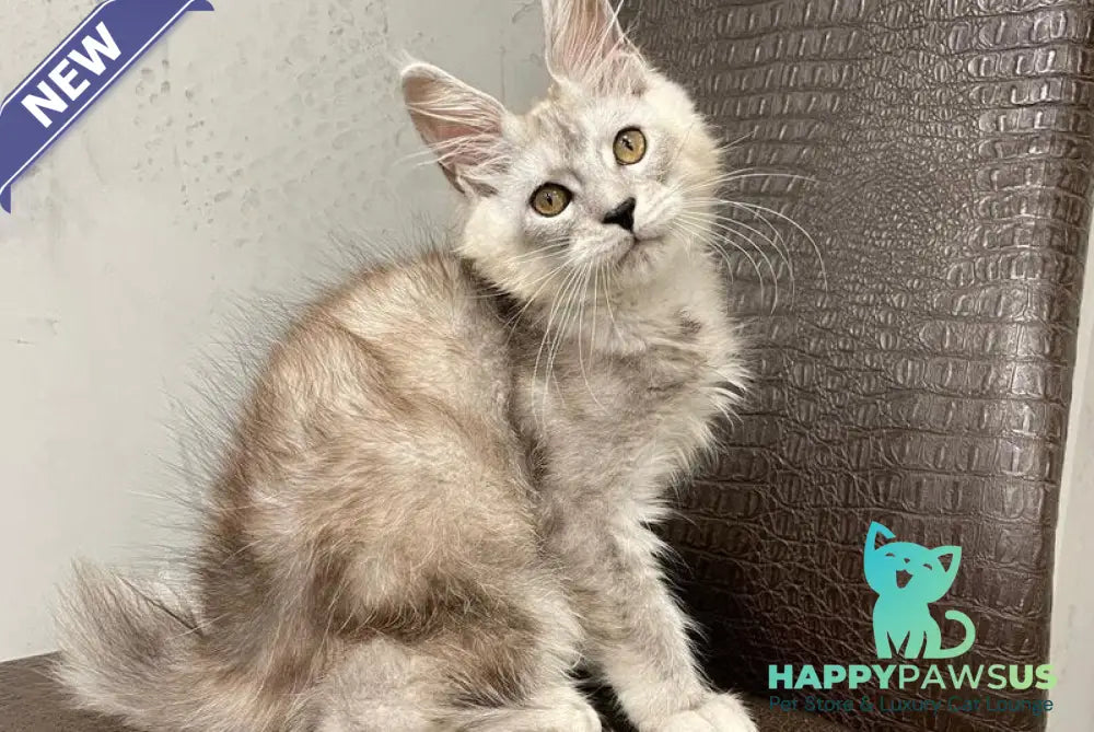King Maine Coon male black silver ticked tabby - live animals