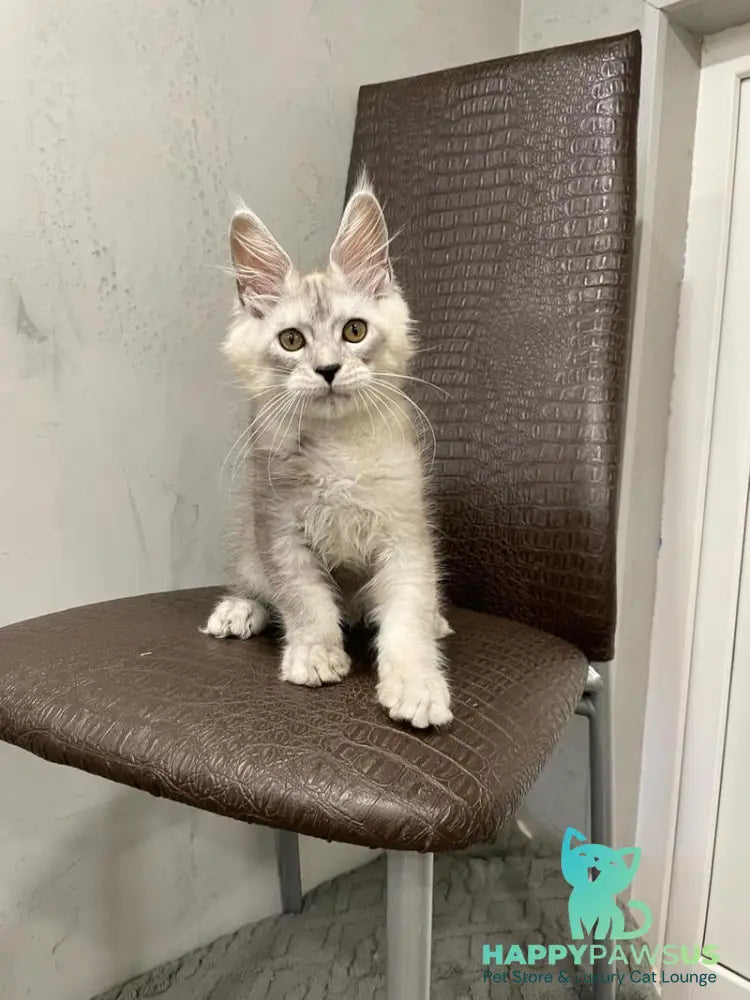King Maine Coon male black silver ticked tabby - live animals