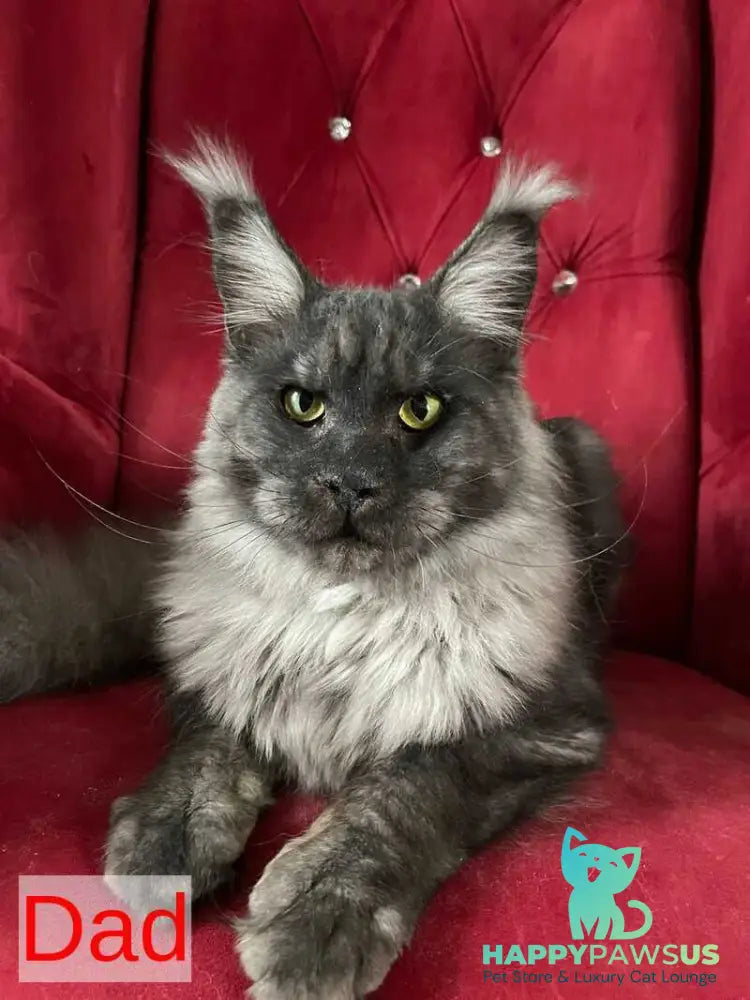 King Maine Coon male black silver ticked tabby - live animals