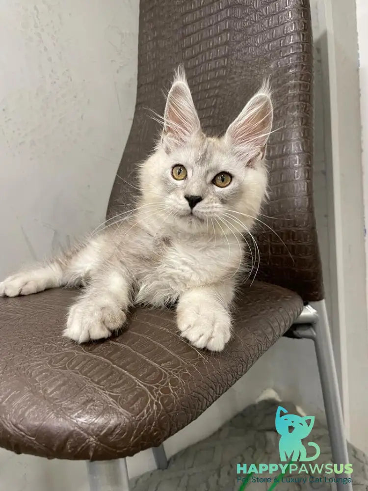 King Maine Coon male black silver ticked tabby - live animals