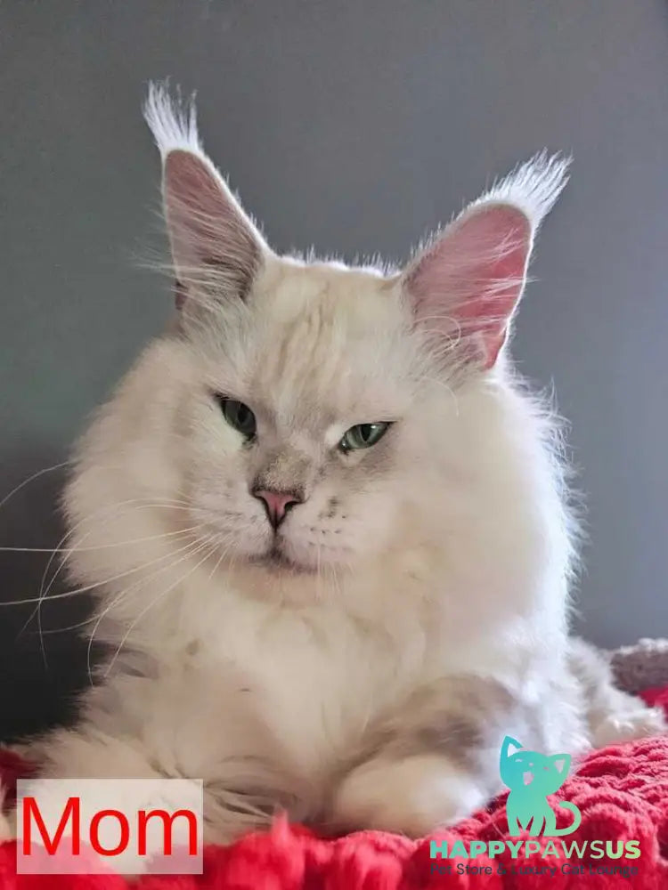 King Maine Coon male black silver ticked tabby - live animals