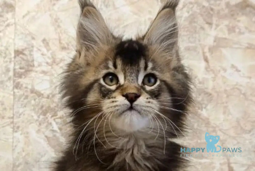 King Maine Coon male black ticked tabby live animals